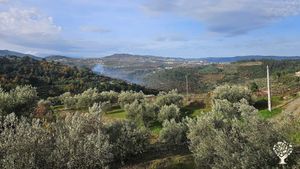 Quinta com olival, vinha, pomares de cerejas e pomares de sabugueiro.