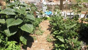 Homestead, permaculture, natural building, sintropic agroforestry