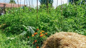 Sustainable, organic homestead