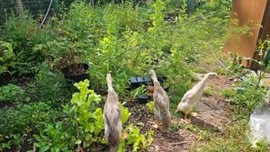 Indian runner ducks strolling through the garden