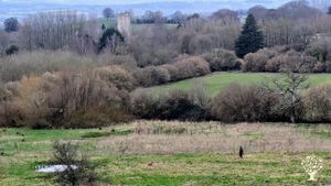 Young food forest in south Somerset