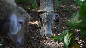 Vegan-oriented animal sanctuary and sustainable farm