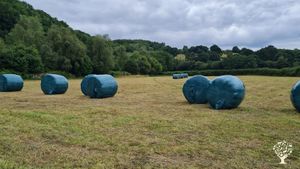 Deciduous tree planting and care in the Brecon Beacons, Wales