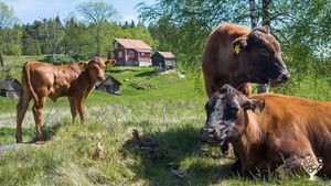 Join life on a self-sufficient permaculture farm in beautiful Norwegian nature