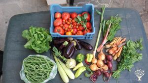 Small mixed farm with a vegetable CSA, grassland and some animals