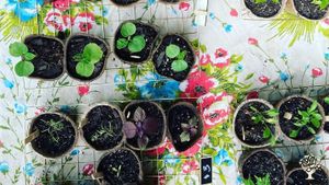 Plant nursery/Homestead with focus on native, edible, and useful plants, w/Mushrooms, chickens, bees