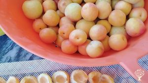 Agritourism Destination