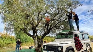 Family farm making olive oil and doing agrotourism