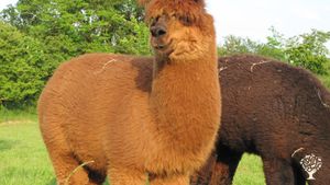 Animaux à laine, création de vêtements pure laine, teinture végétale