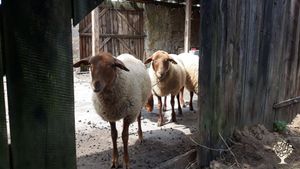 Februar ist Lammzeit