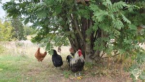 A family vegetable garden and an old house under the Baltic midnight sun
