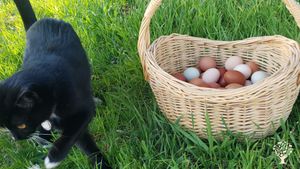 Houdini helping  collect eggs