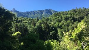 Funghi shiitake e altri prodotti coltivati con metodi agroforestali e trasformati artigianalmente