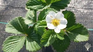 Producimos diversas hortalizas de manera ecológica durante todo el año en poco más de una hectárea.