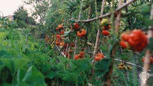 Agriturismo, orticoltura, frutticoltura