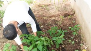 harvesting veggetables
