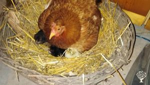 Our lovely hen