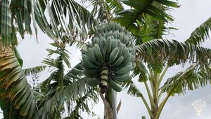 An evolving eco-finca in the North of Tenerife
