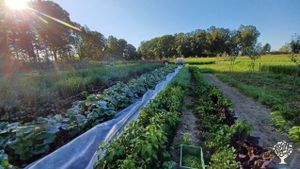 Unsere Marktgärtnerbeete im Agroforst