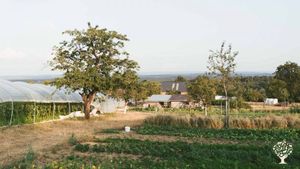 Petite ferme familiale de maraîchage, et plantes aromatique bio en traction animal.