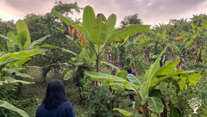 Agroforestría de frutas y protección ecológica con una arquitecta y un biólogo estadounidense