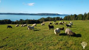 Granja ubicada en una isla en Chiloe llamada Coldita