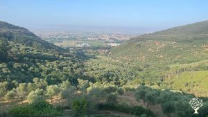 Olive farm / animal sanctuary