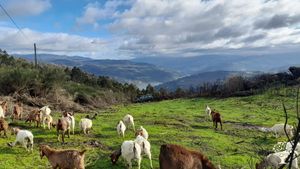 Goat Farm with Forest Regeneration and Community Carbon Scheme