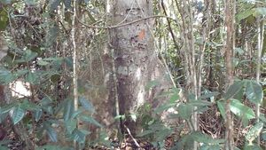 Sitio orgánico de piaçavas ,frutales,huerta,, jardín