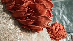 Growing mushrooms :)