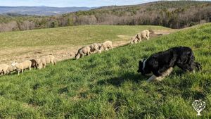 Poe, chief border collie bringing the sheep off the upper pastures