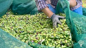 Smallscale Organic Olivefarm