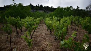 House farm small vineyard 