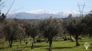 Communal Living Group, Smallholding, Family farm