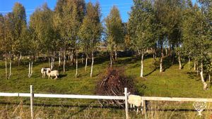 Horse Ranch, Mixed Farm, Farm