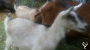 Our farm is an oasis of life surrounded by the Sangre de Cristo Mountains in Colorado