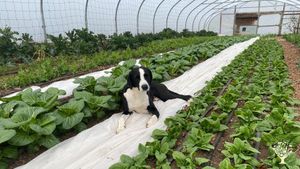 Certified Organic Vegetable Market Garden