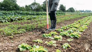 Ferme agroecologique - culture maraichage elevage Bio