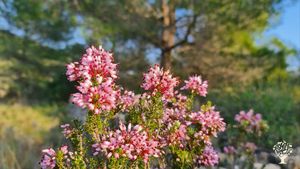 Becoming an eco-village and healing nature location