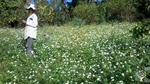 Ferme Biologique dans la verdure de Gourbeyre en Guadeloupe