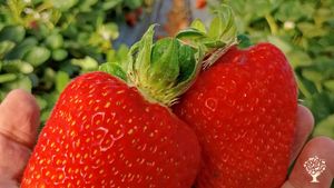 Somos una familia agrícola, dedicada a la agricultura y la ganadería en la localidad de Cochrane