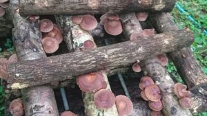 Off-grid Smallholding 70acres pasture and woodland