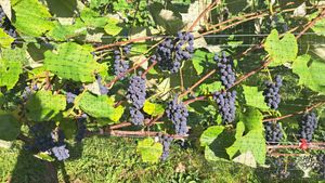 Vineyard, Grapes, Garden, a few chickens and some pigs, mostly work with vineyard.