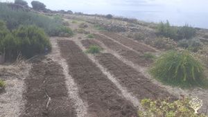 SITO IN PERMACULTURA, con focus in orticoltura e agroforestazione
