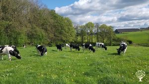 Young cows grazing organic grass paddocks