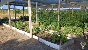 Ferme biologique certifiée à Macouria en Guyane