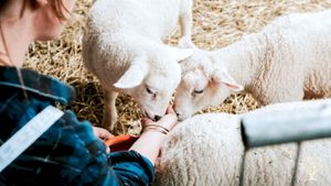 Biologische bedrijf met dieren, groenten, fruit, ... gericht op korte keten.