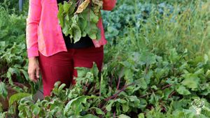 Solar-powered animal-loving community farm