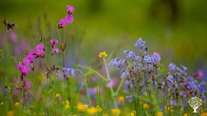 Smallholding, orchard