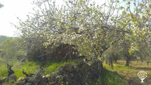 cherry flowers in spring